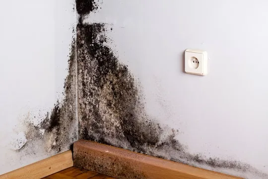 Mold and biological growth found during a home inspection