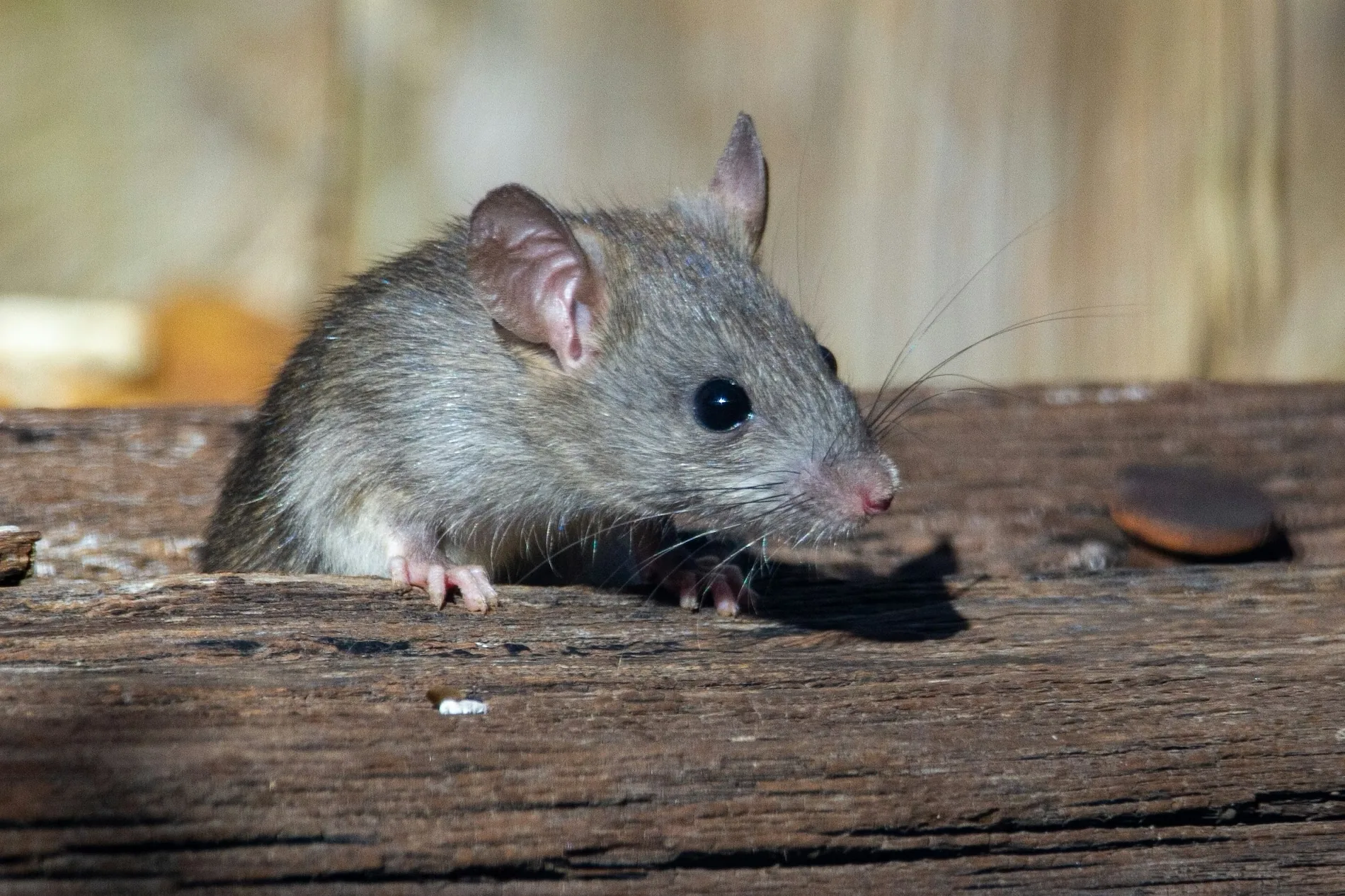 Pest inspection example 2