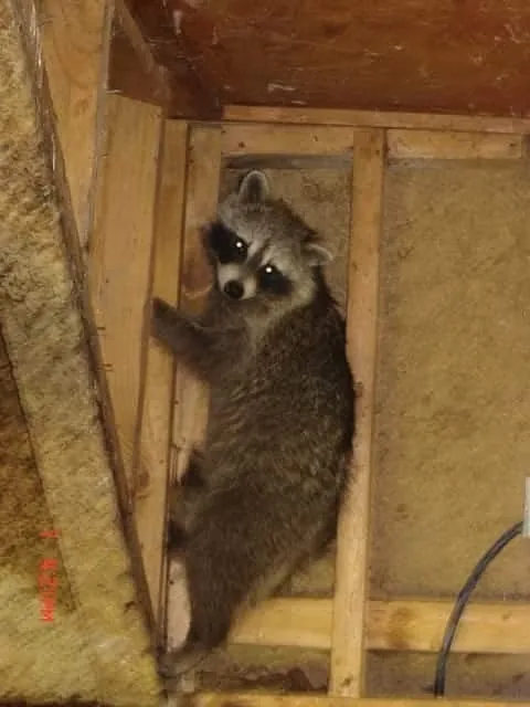 Pest inspection example 1