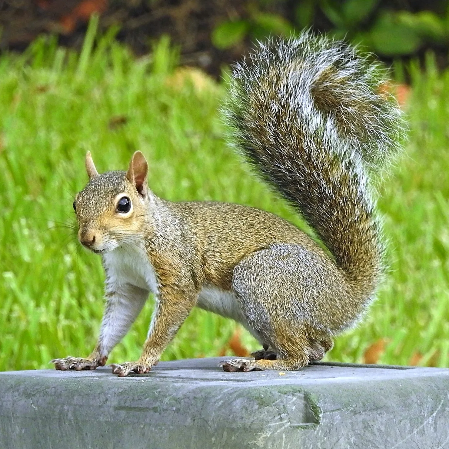 Pest inspection example 3